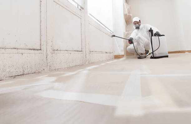 24/7 Emergency Basement Mold Removal experts in Rahway, NJ