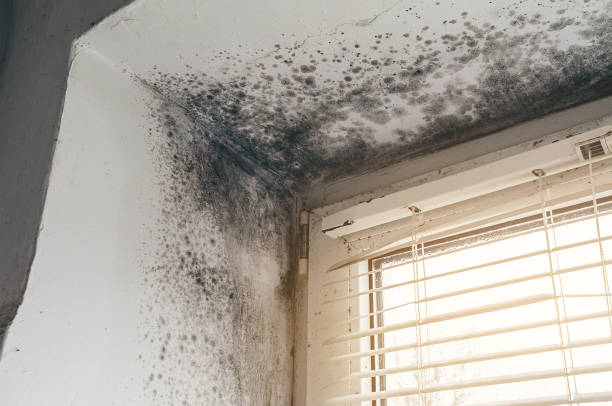 Affordable Basement Mold Removal solutions in Rahway, NJ